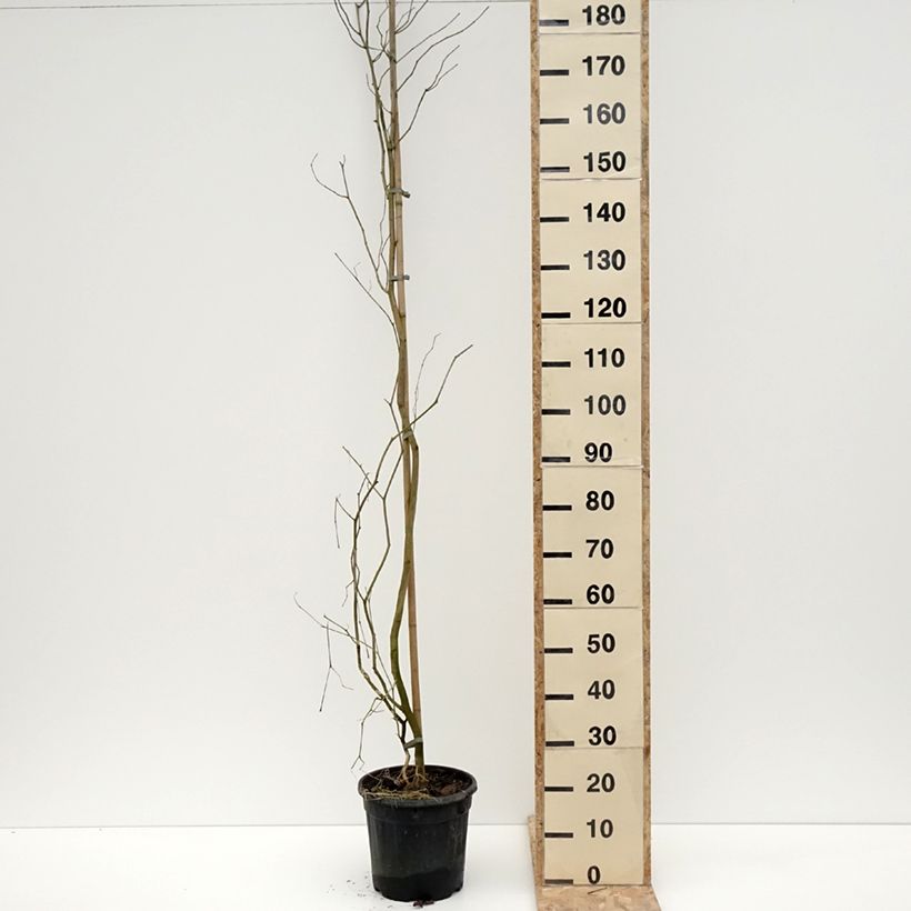 Alangium chinense - Alangio chino Maceta 7,5L/10LAltura de entrega aprox. 200/259cm Ejemplar entregado en invierno