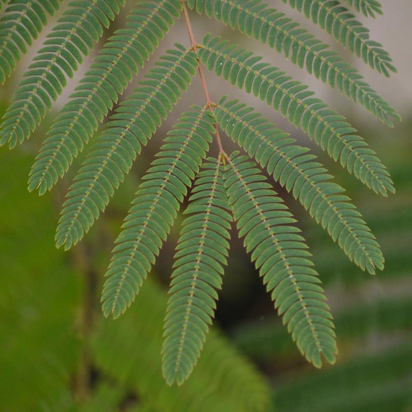 Acacia de Constantinopla Ombrella - Albizia (Follaje)