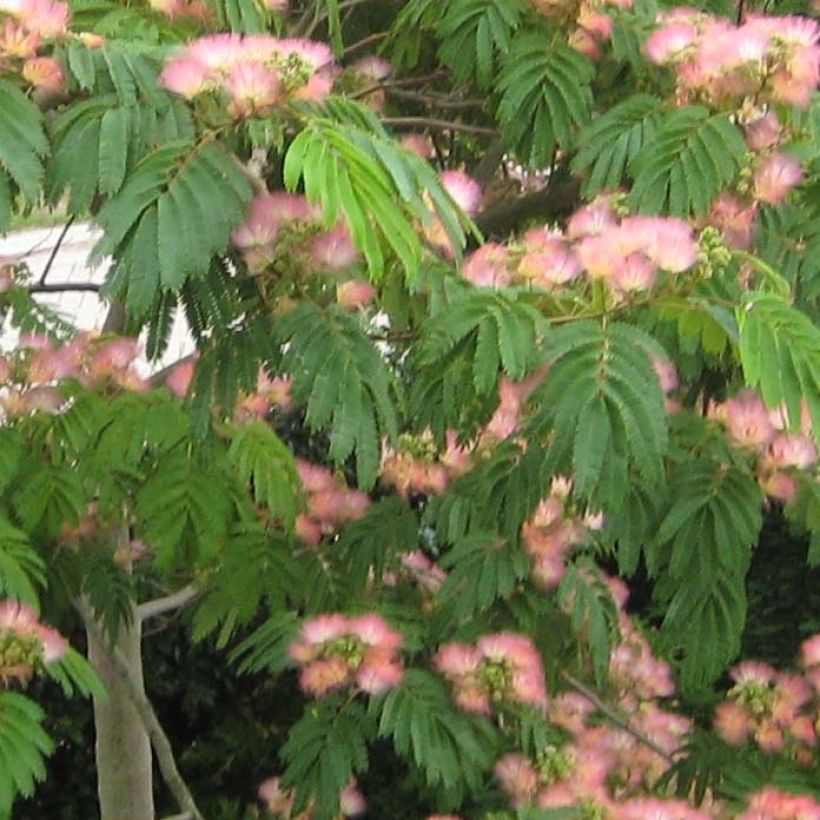 Acacia de Constantinopla Tropical Dream - Albizia (Follaje)