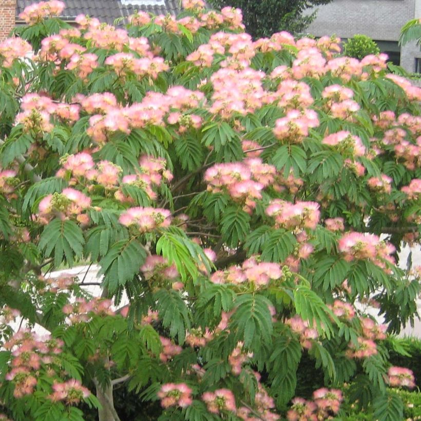 Acacia de Constantinopla Tropical Dream - Albizia (Floración)