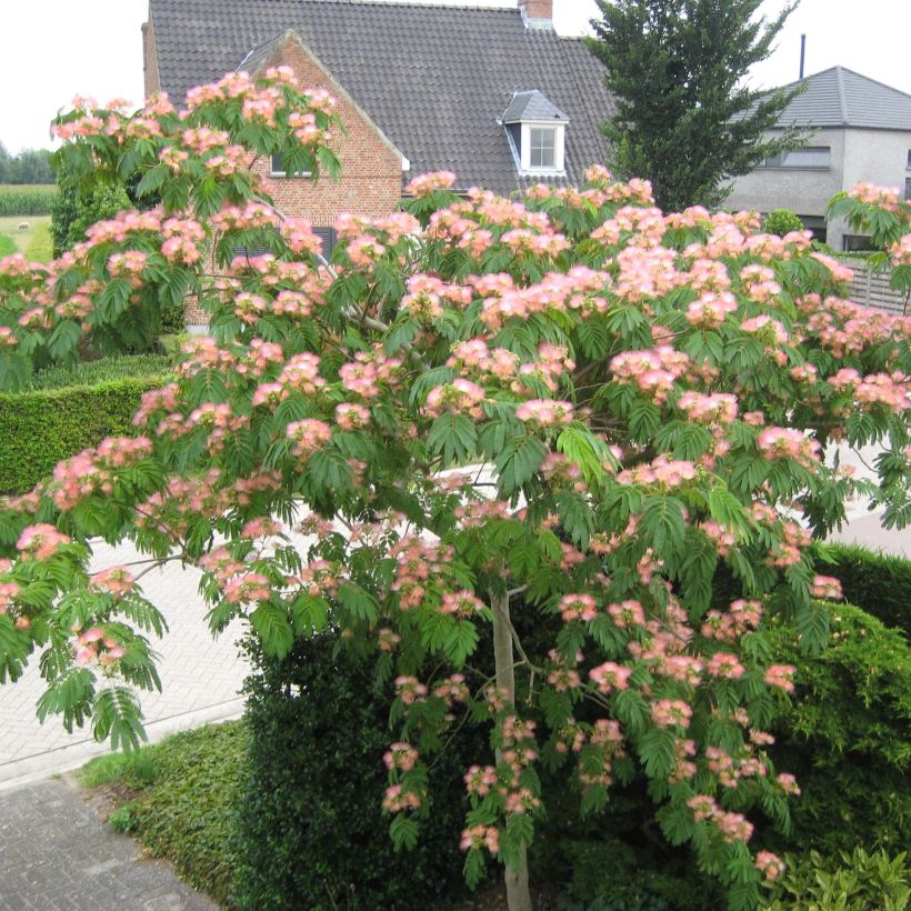 Acacia de Constantinopla Tropical Dream - Albizia (Porte)