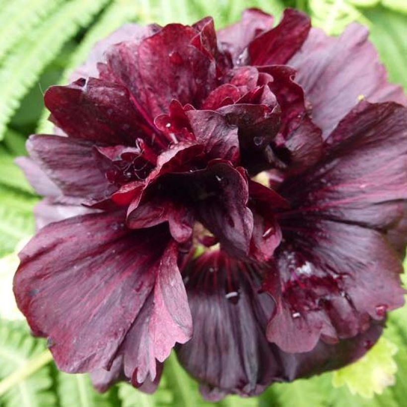 Alcea rosea Chater's Double pourpre - Malva real (Floración)