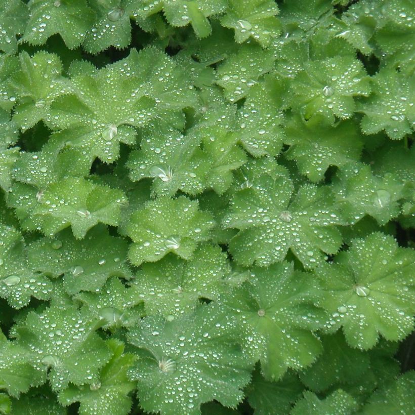 Alchemilla mollis - Alquémila (Follaje)