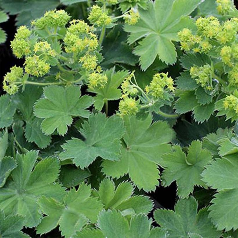 Alchemilla sericata Gold Strike - Alquemila (Follaje)