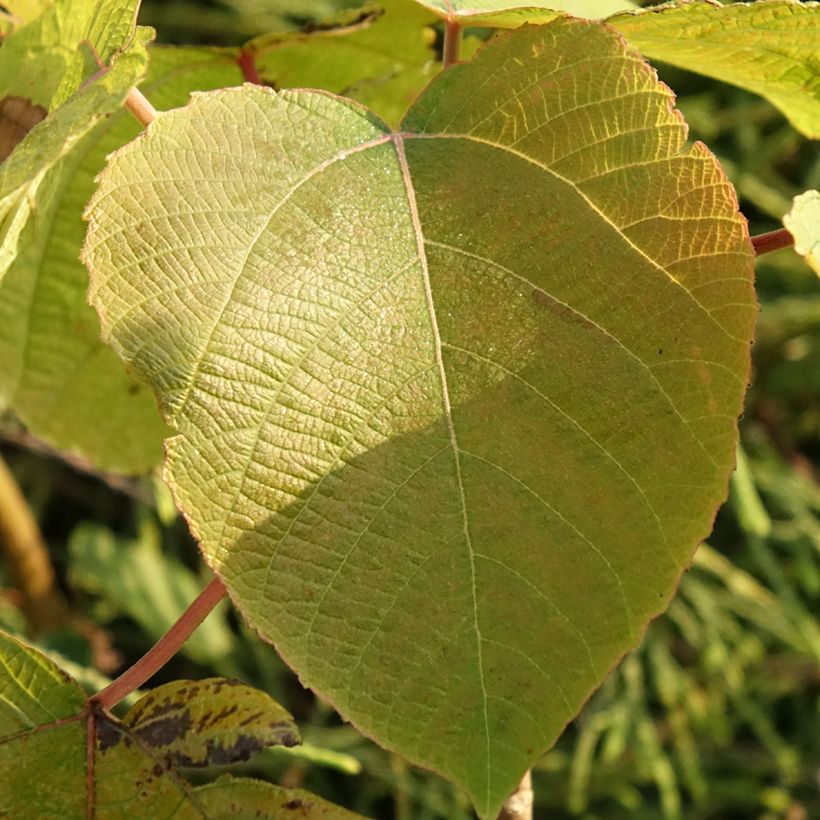 Alchornea davidii (Follaje)