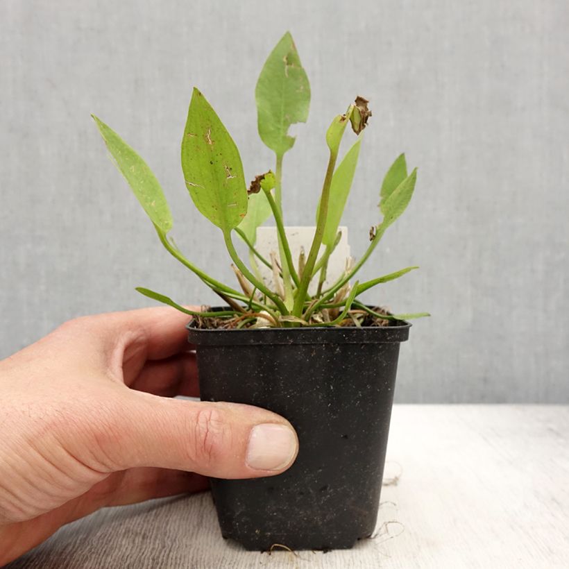 Alisma lanceolatum - Plantain d'eau à feuilles lancéolées - Godet de 8/9 cm Ejemplar entregado en la primavera