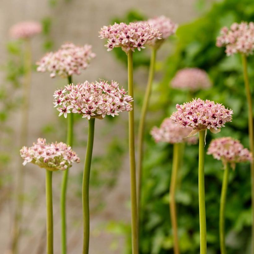 Allium Red Eye - Ajo decorativo (Porte)