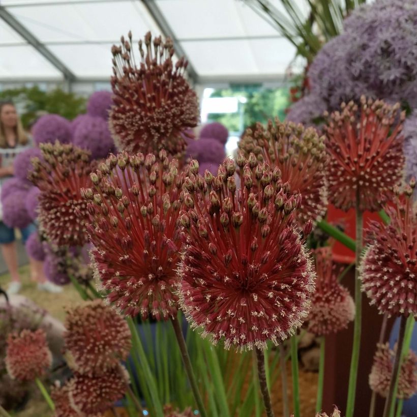 Allium amethystinum Red Mohican - Ajo decorativo (Floración)