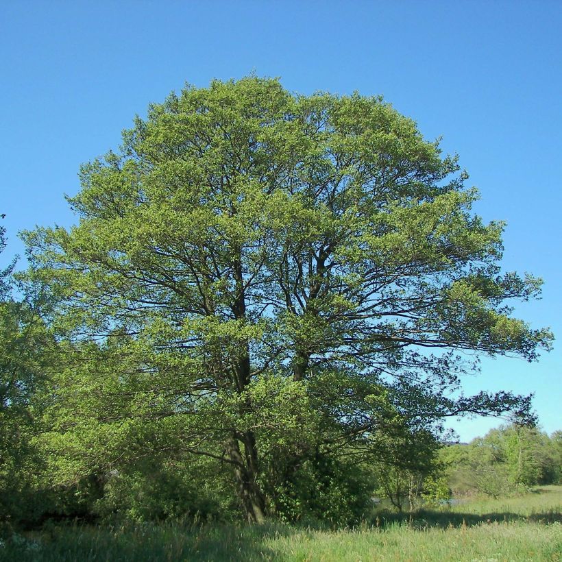 Aliso común - Alnus glutinosa (Porte)