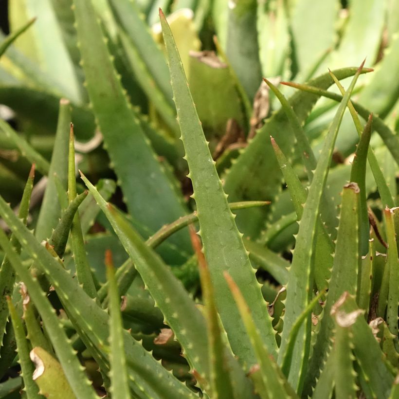 Aloe Safari Sunrise (Follaje)