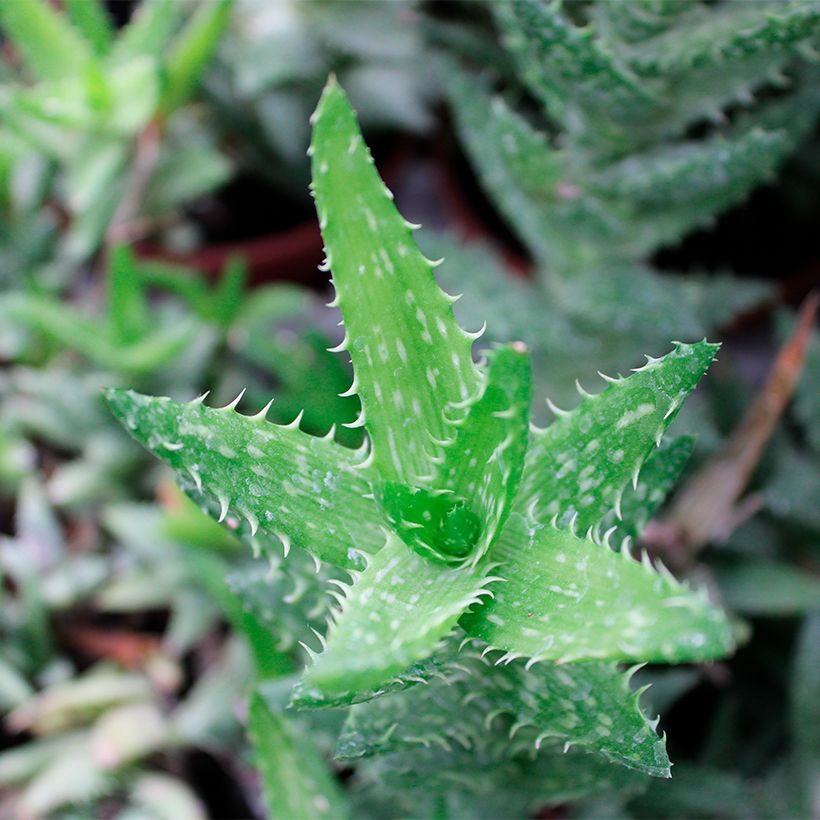 Aloe squarrosa (Follaje)