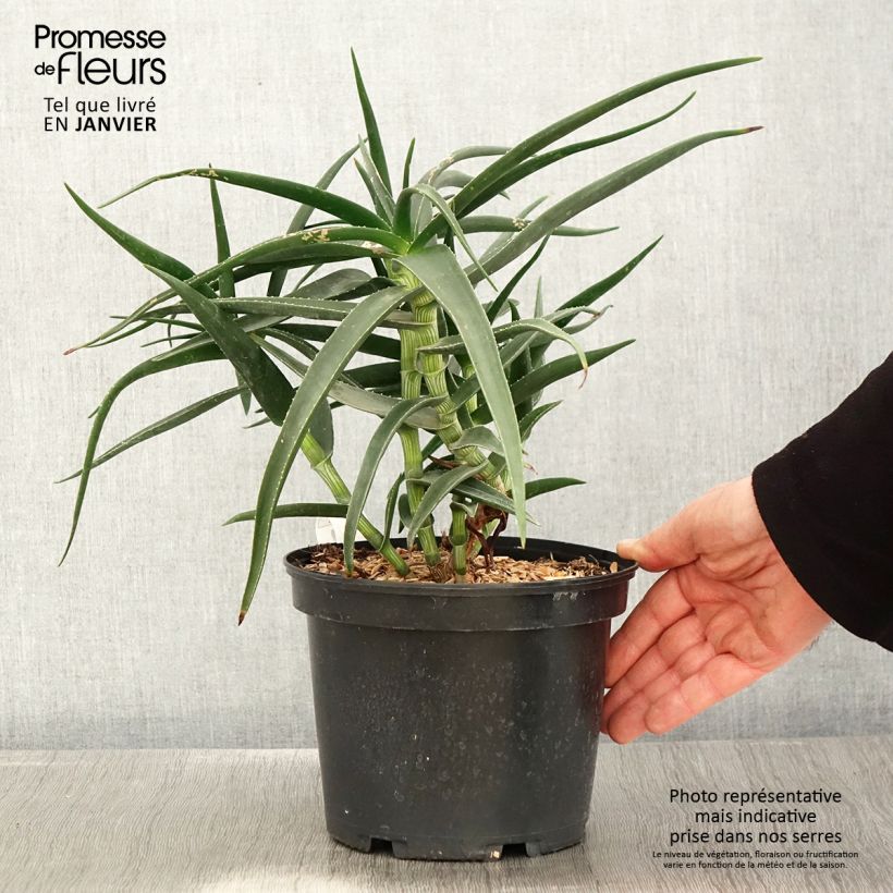 Aloe striatula - Aloès arbustif Pot de 2L/3L Ejemplar entregado en invierno