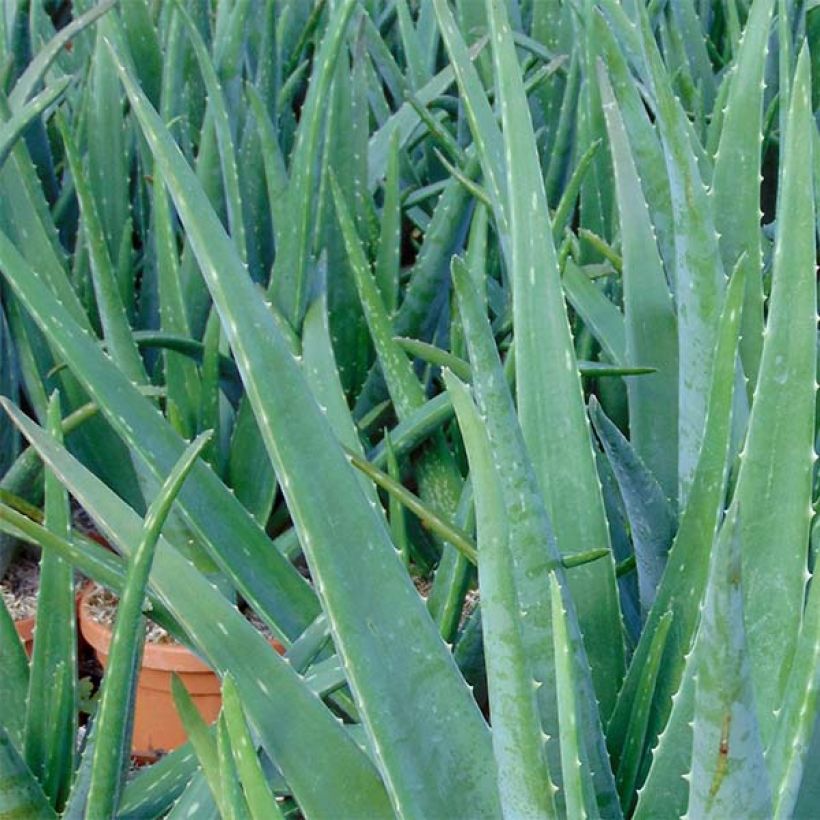 Aloe vera (Follaje)