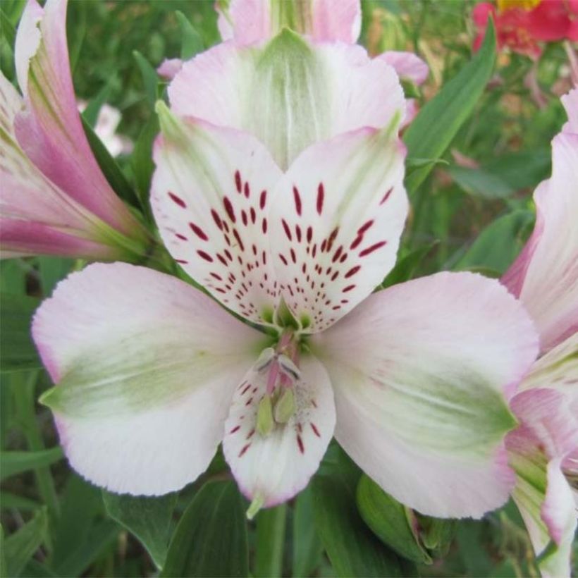 Alstroemeria Duc d'Anjou François (Floración)