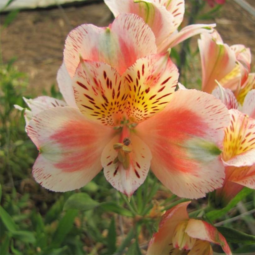 Alstroemeria Duc d'Anjou Jean (Floración)