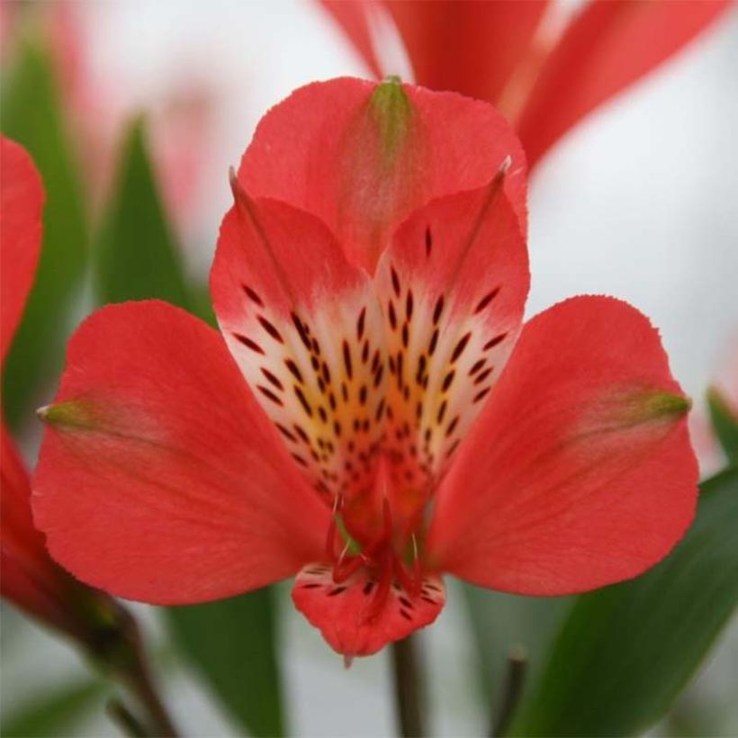 Alstroemeria Duc d'Anjou Louis (Floración)