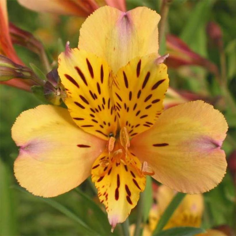 Alstroemeria Duc d'Anjou Nicolas (Floración)