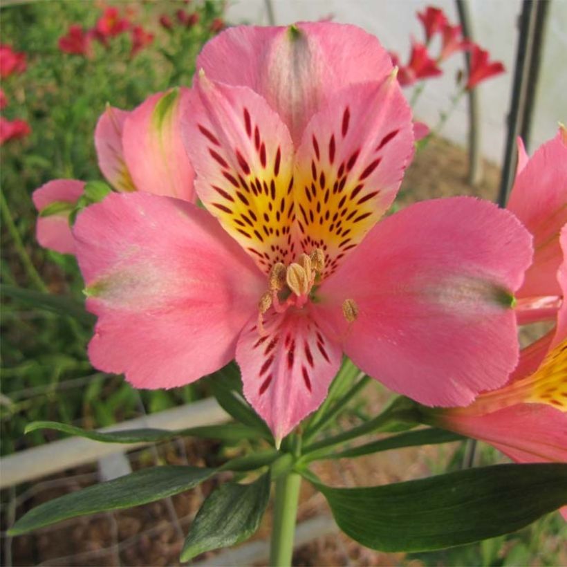 Alstroemeria Duc d'Anjou Pierre (Floración)