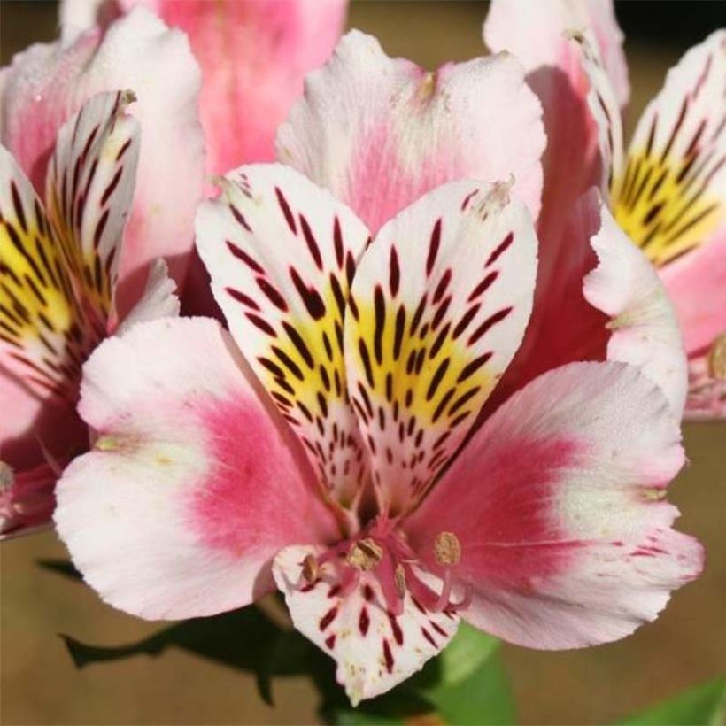 Alstroemeria Duc d'Anjou William (Floración)