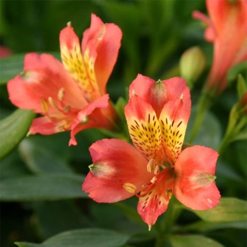 Alstroemeria Duchesses Aliénor (Floración)