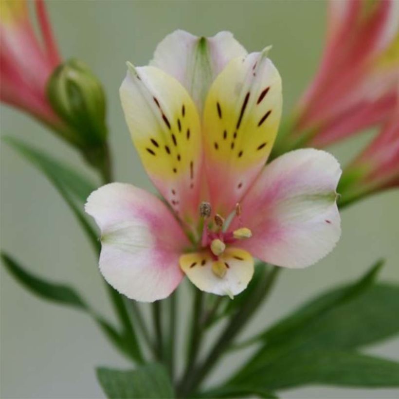 Alstroemeria Duchesses Anne (Floración)