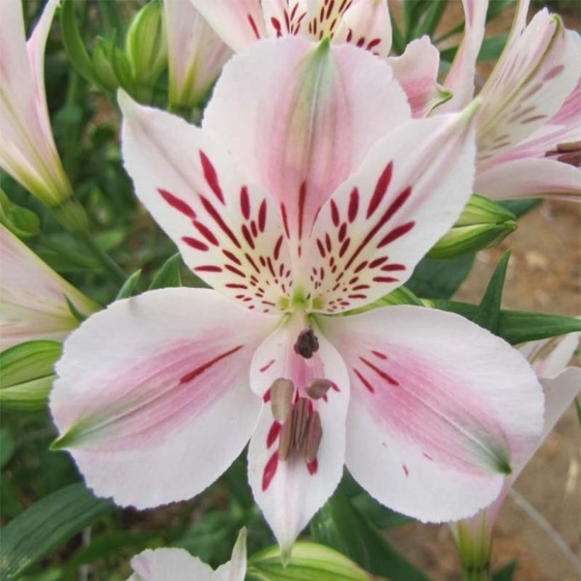 Alstroemeria Duchesses Béatrice (Floración)