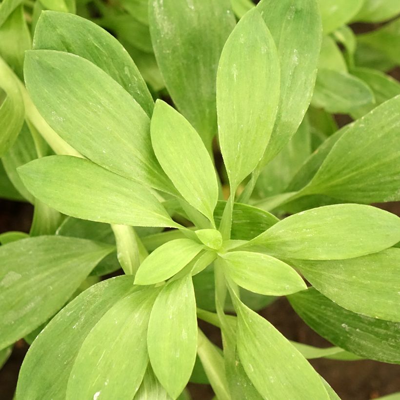 Alstroemeria Duchesses Béatrice (Follaje)