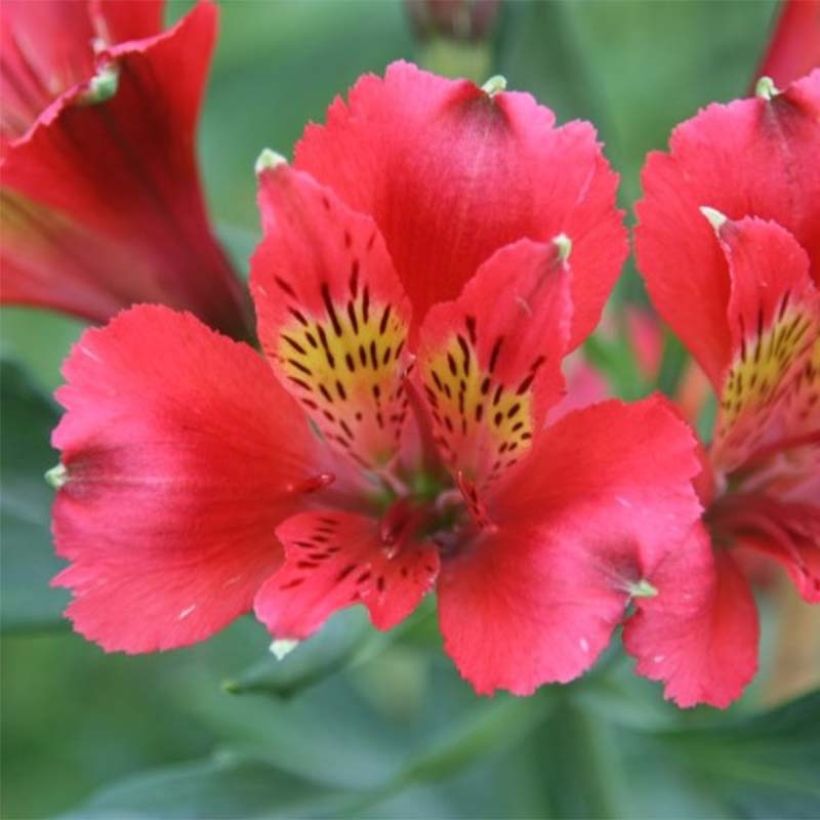 Alstroemeria Duchesses Diane (Floración)