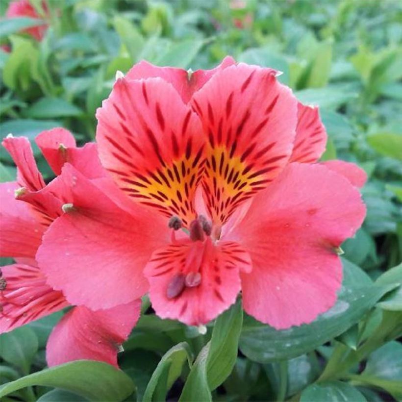 Alstroemeria Duchesse Elisabeth (Floración)