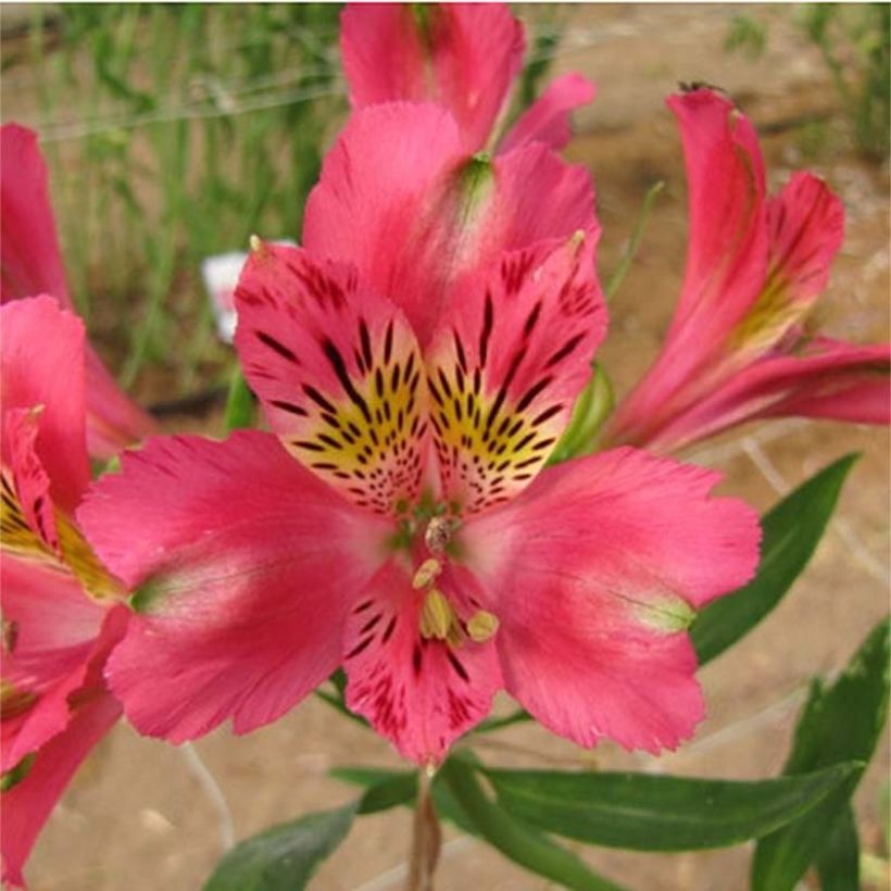 Alstroemeria Duchesses Isabelle (Floración)