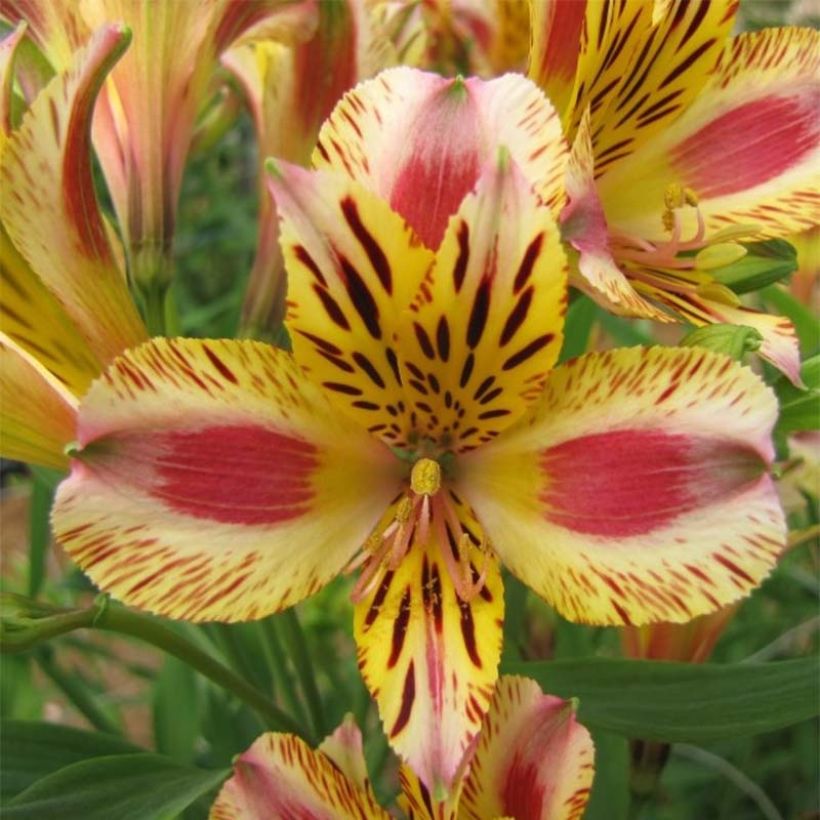 Alstroemeria Duchesses Marguerite (Floración)