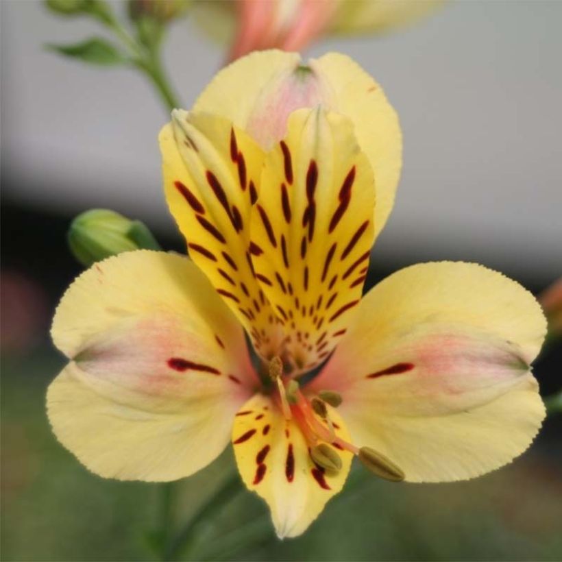 Alstroemeria Majestic Layon (Floración)