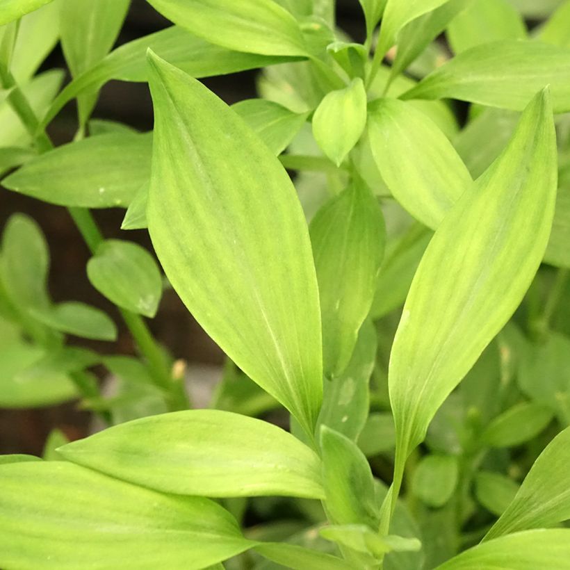 Alstroemeria Majestic Layon (Follaje)