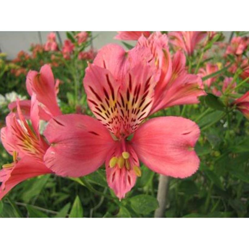 Alstroemeria Majestic Marcé (Floración)