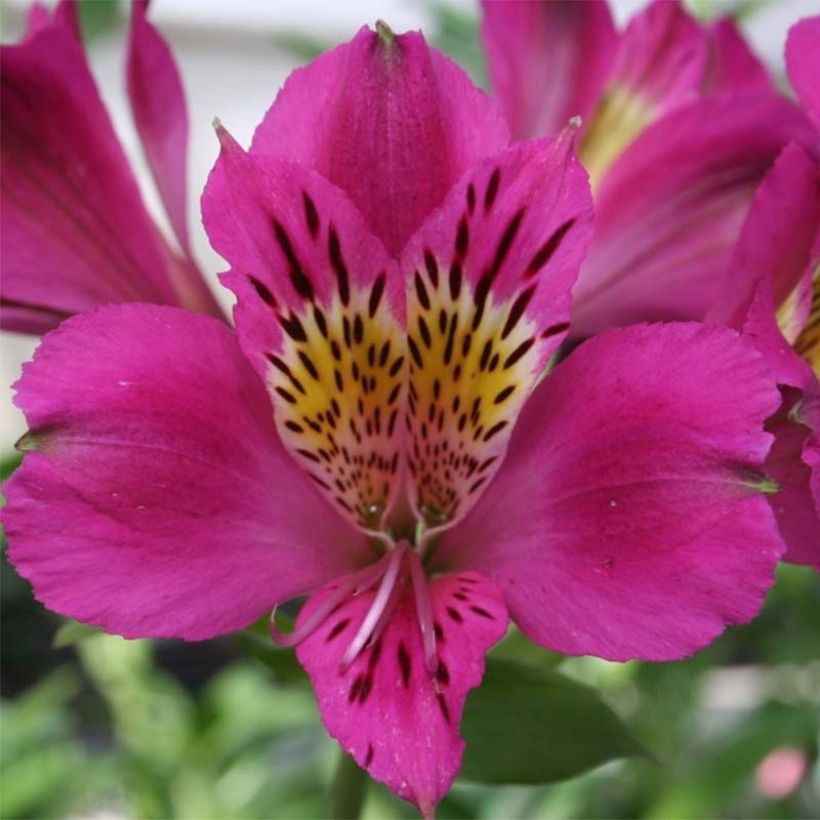 Alstroemeria Majestic Montsoreau (Floración)