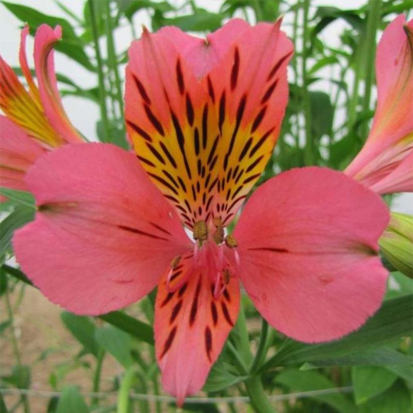 Alstroemeria Majestic Tiercé (Floración)