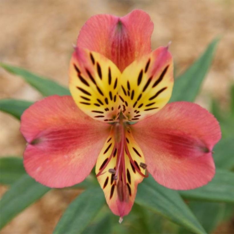 Alstroemeria Majestic Avrillé (Floración)