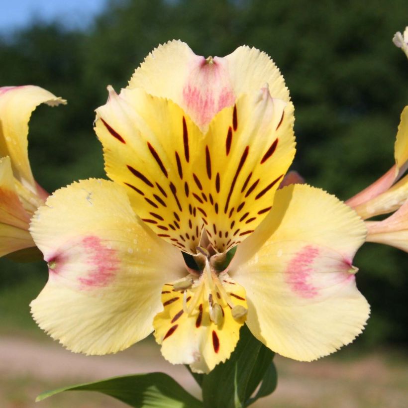 Alstroemeria Majestic Briançon (Floración)