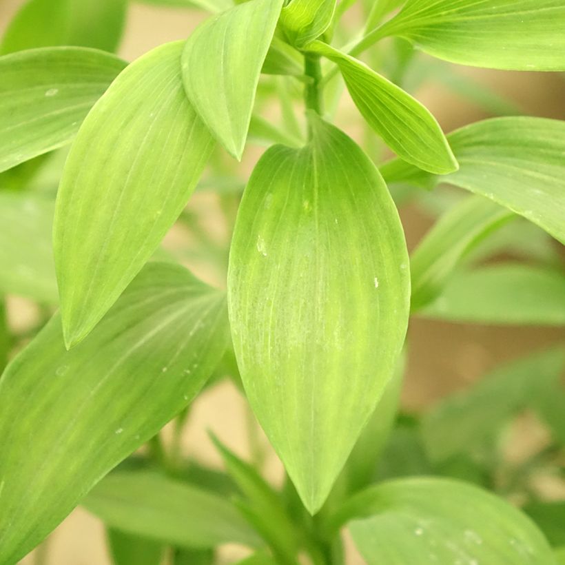 Alstroemeria Majestic Brissac (Follaje)