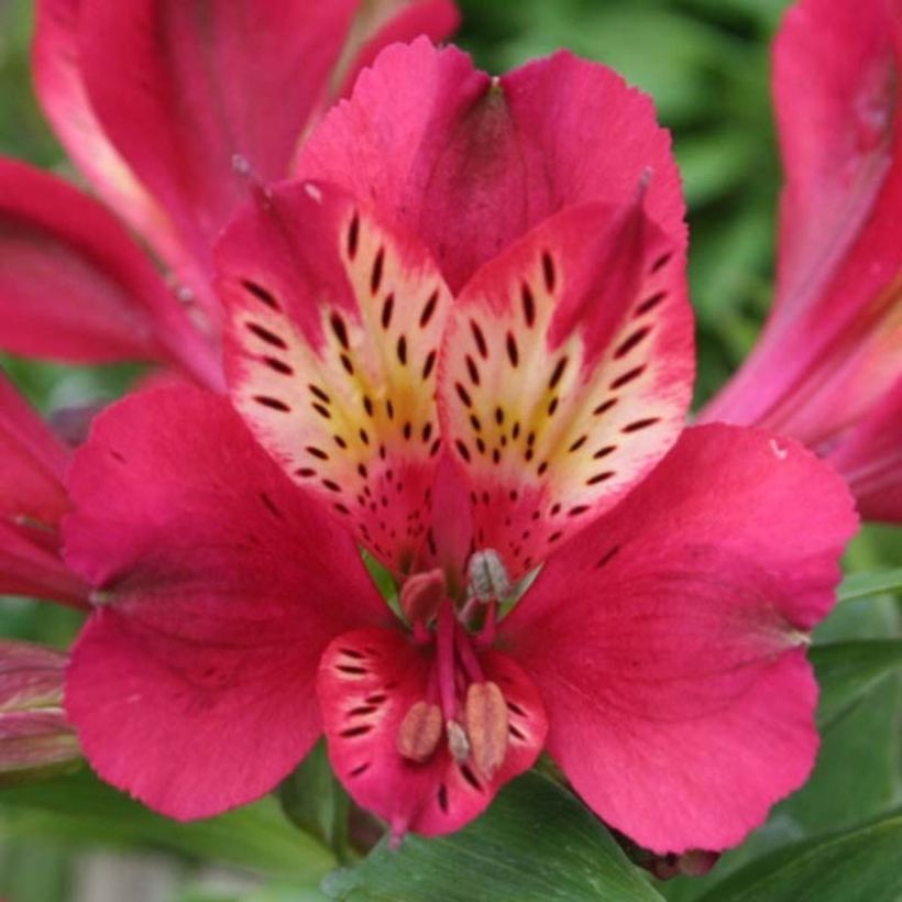 Alstroemeria Pitchounes Gaspard (Floración)