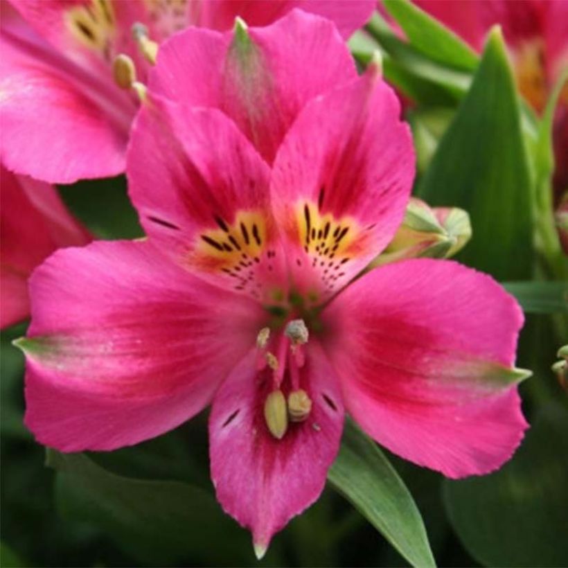 Alstroemeria Pitchounes Lola (Floración)