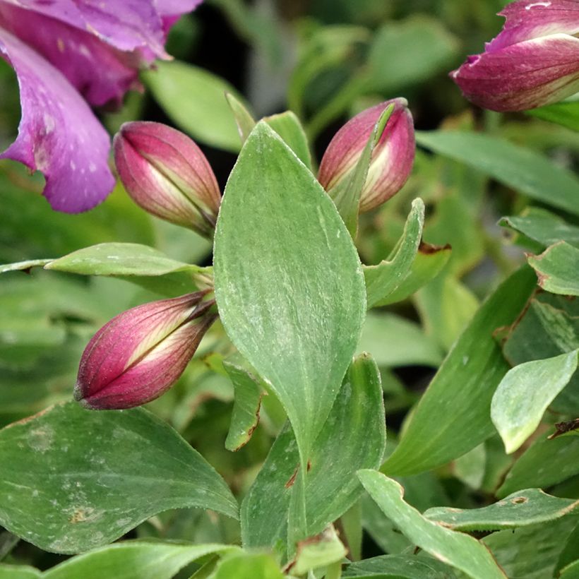 Alstroemeria Pitchounes Lucas (Follaje)