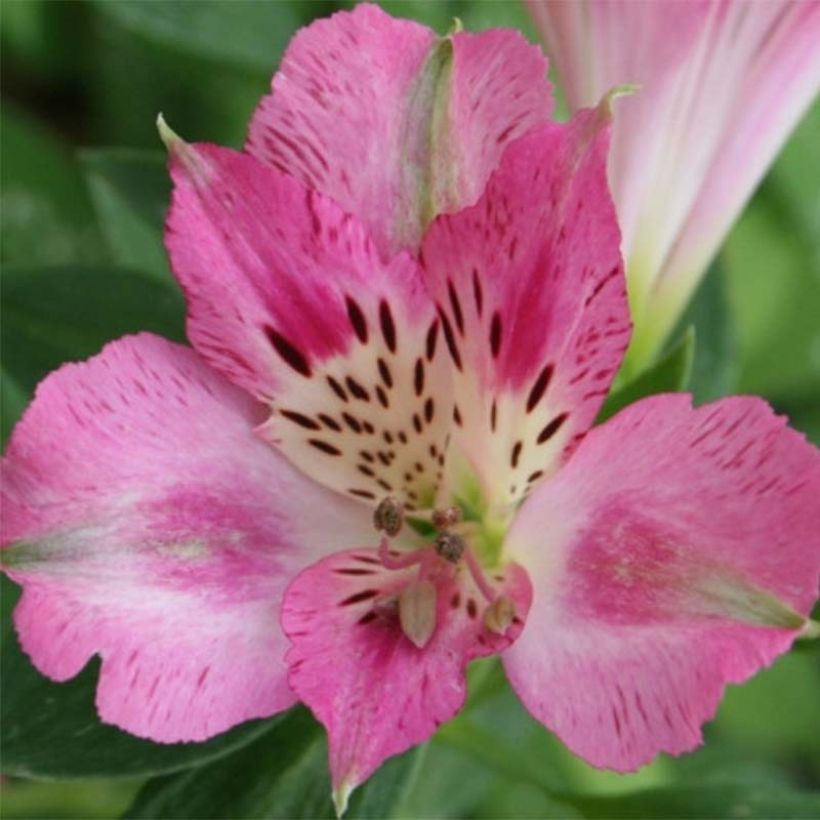 Alstroemeria Pitchounes Rosie (Floración)