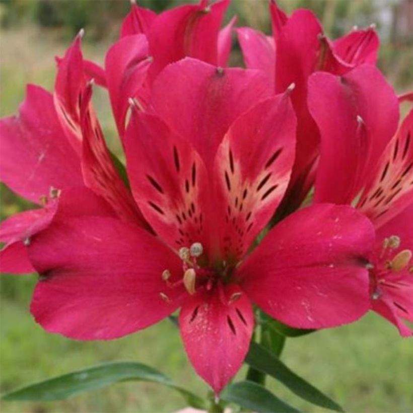 Alstroemeria Pitchounes Timoté (Floración)