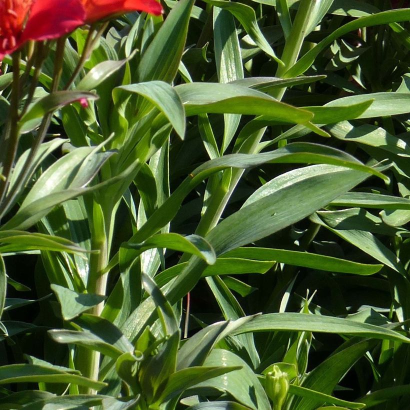 Alstroemeria Summer Paradise Summer Red (Follaje)