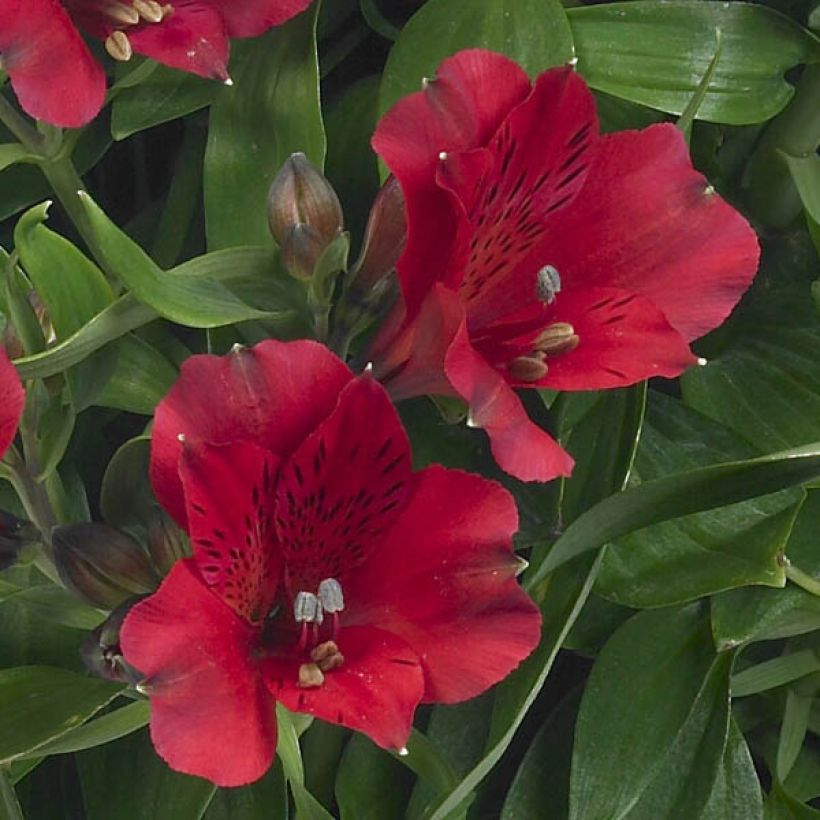 Alstroemeria Inticancha Red ou Valentino (Floración)