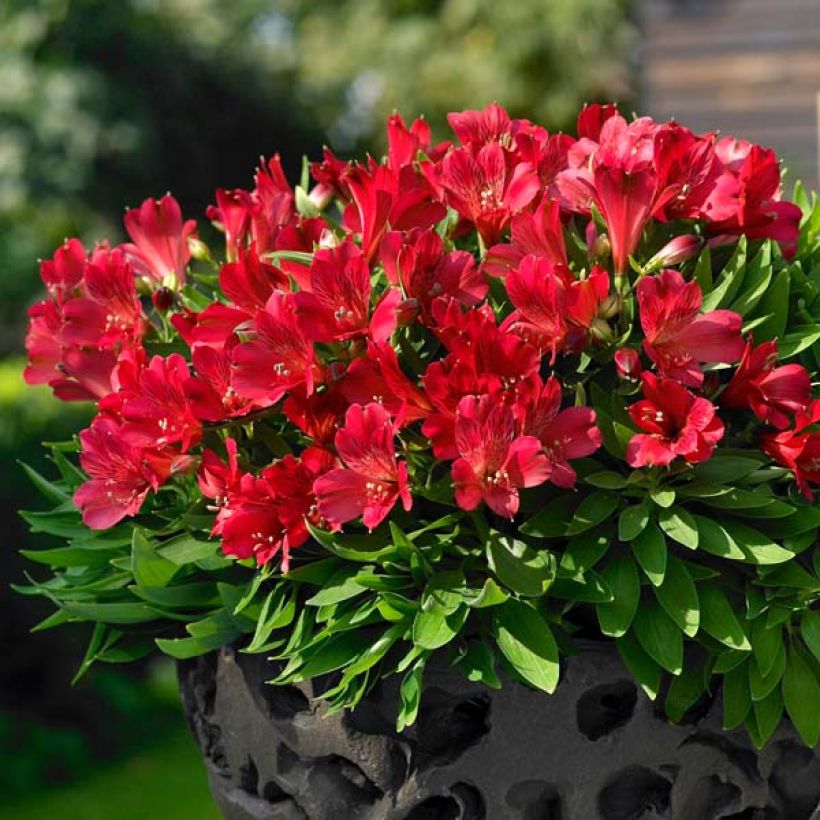 Alstroemeria Inticancha Red ou Valentino (Porte)