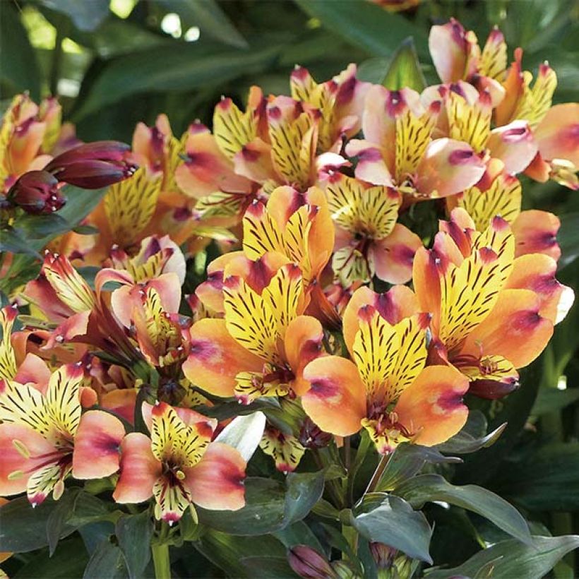 Alstroemeria Indian Summer (Floración)