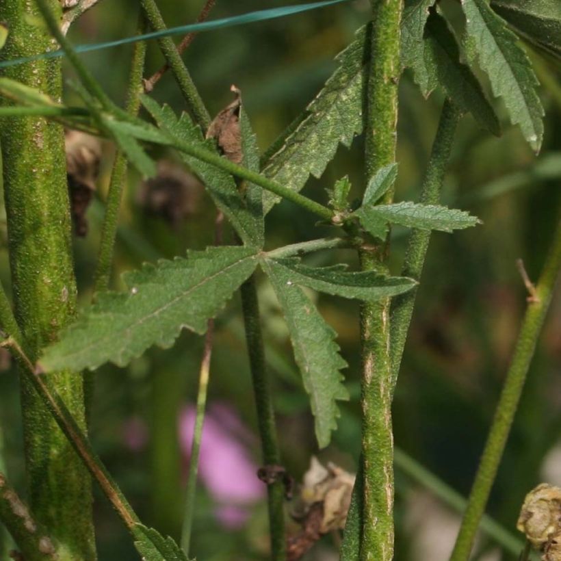 Althaea cannabina - Matilla cañamera (Follaje)