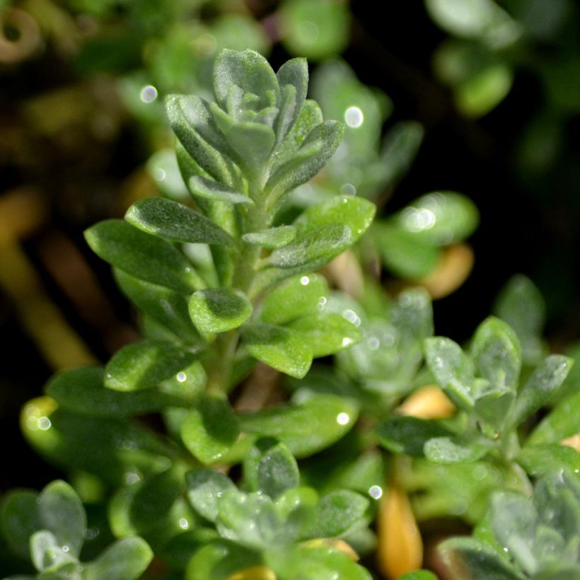 Alyssum montanum Berggold - Aliso dorado de montaña (Follaje)